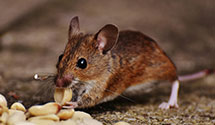 24 Hour & Emergency Exterminators in Suplee, PA